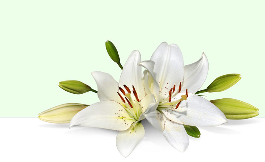 Easter Lilies to Honor or Remember Loved Ones » First United Methodist ...